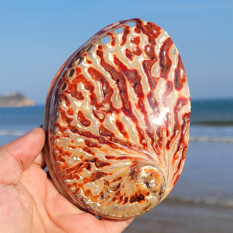 Aquarium Fish Quarantine - Home Decoration Red Pattern Abalone SeaShells