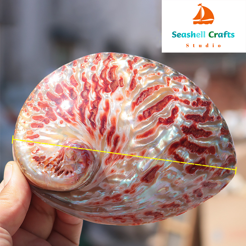 Home Decoration Red Pattern Ab - đánh giá và giá Aquarium Fish Quarantine