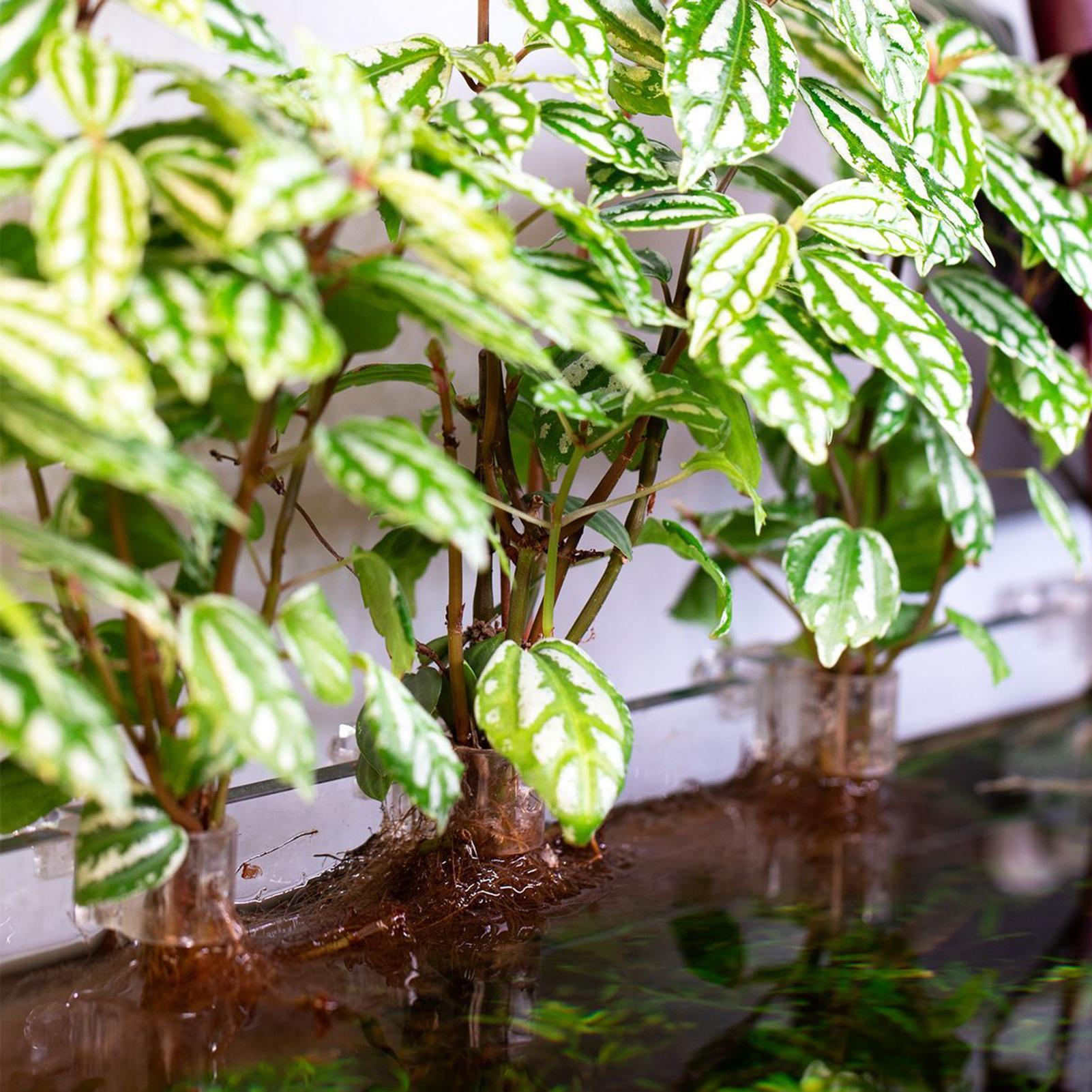 6Pcs Aquarium Plant Holder Sup - đánh giá và giá Aquarium Fish Elevator