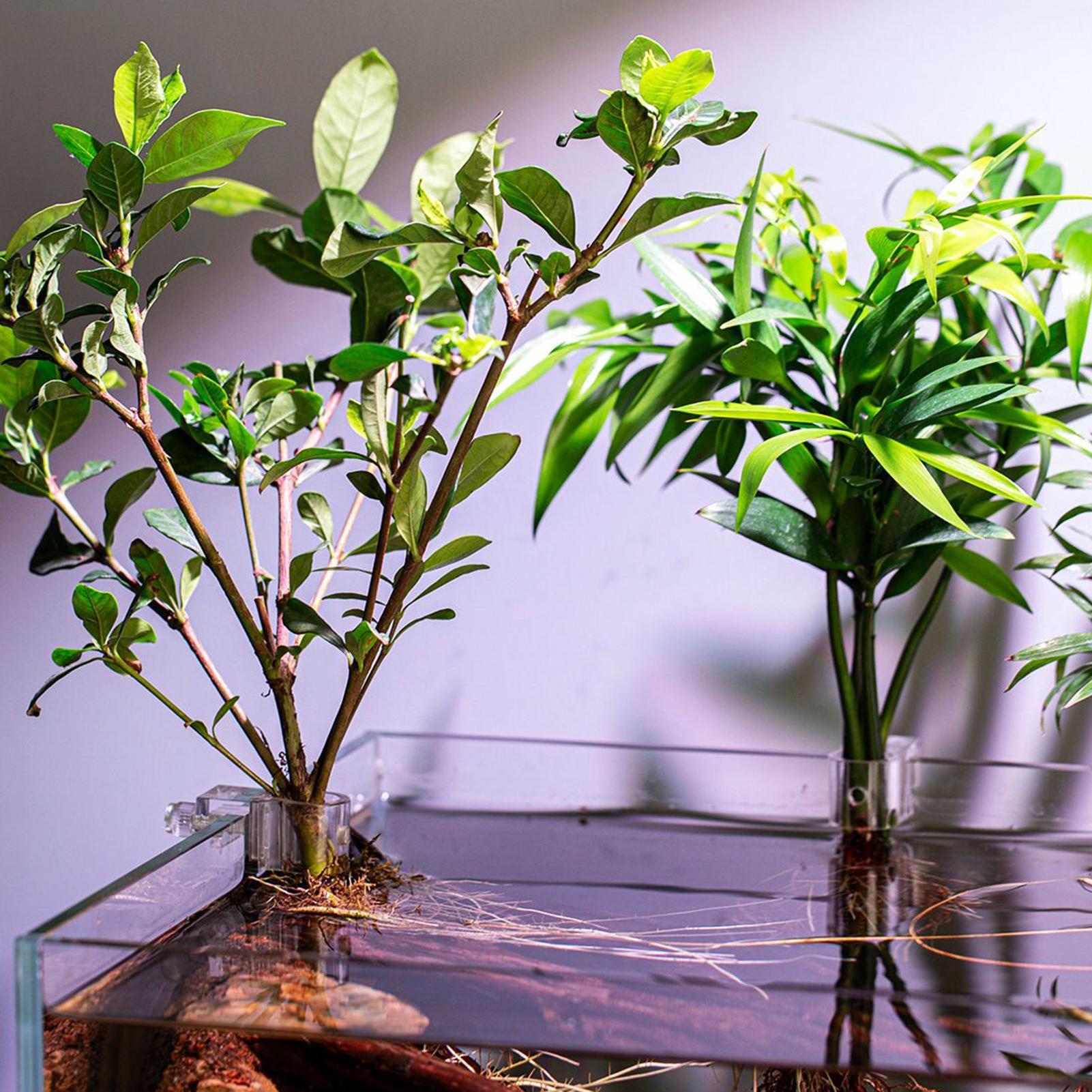 6Pcs Aquarium Plant Holder Sup - đánh giá và giá Aquarium Fish Elevator