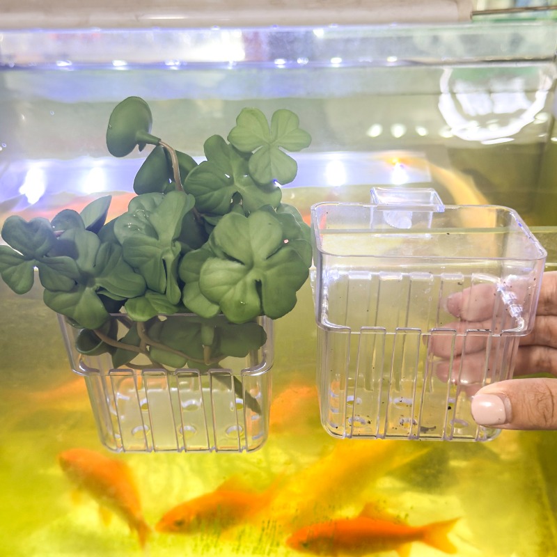 1/5pcs Aquarium Decoration Pla - đánh giá và giá Aquarium Fish Quarantine