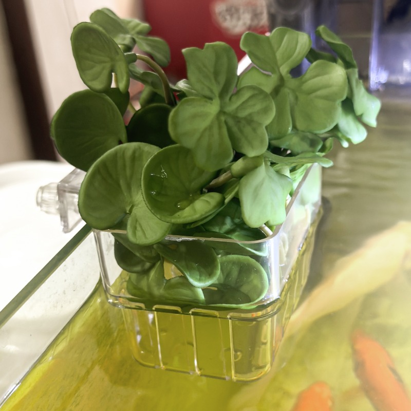 1/5pcs Aquarium Decoration Pla - đánh giá và giá Aquarium Fish Quarantine